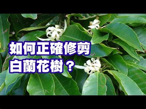 白玉蘭花種植禁忌|玉蘭花樹的風水禁忌 種植要注意什麼